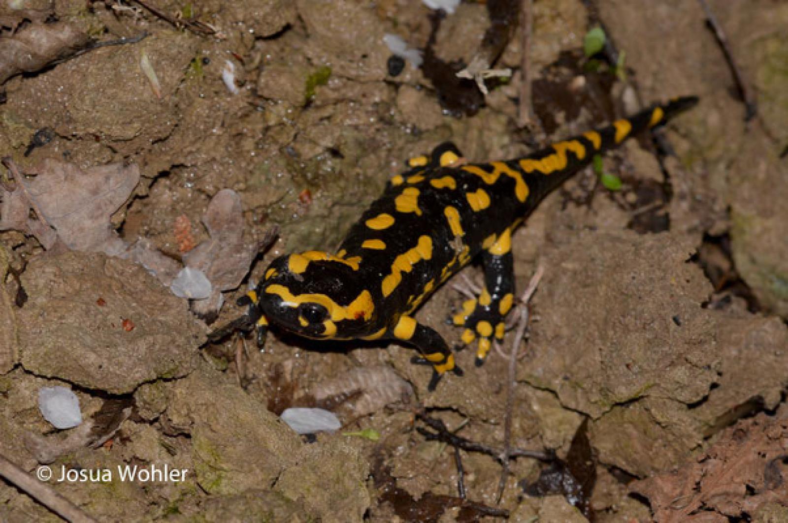 Salamandre tachetée adulte dans le feuillage