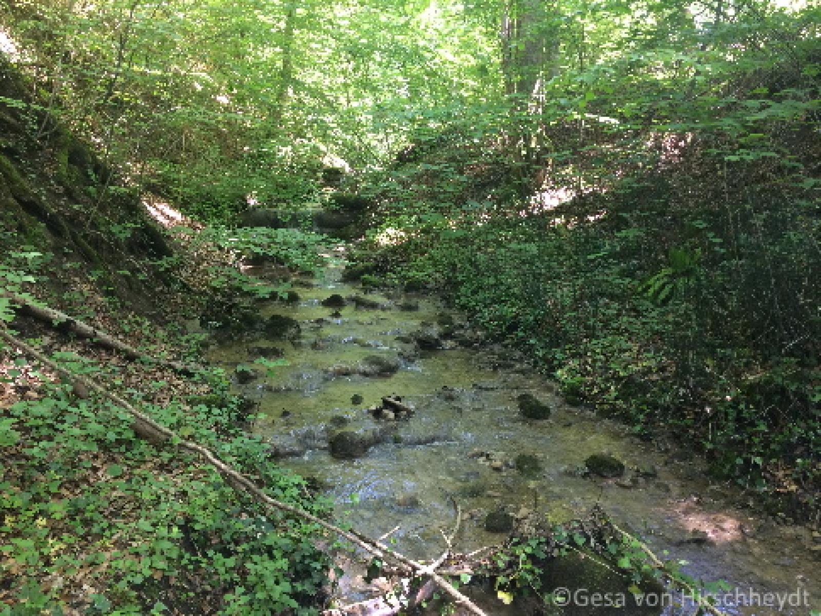 Ruisseau en forêt