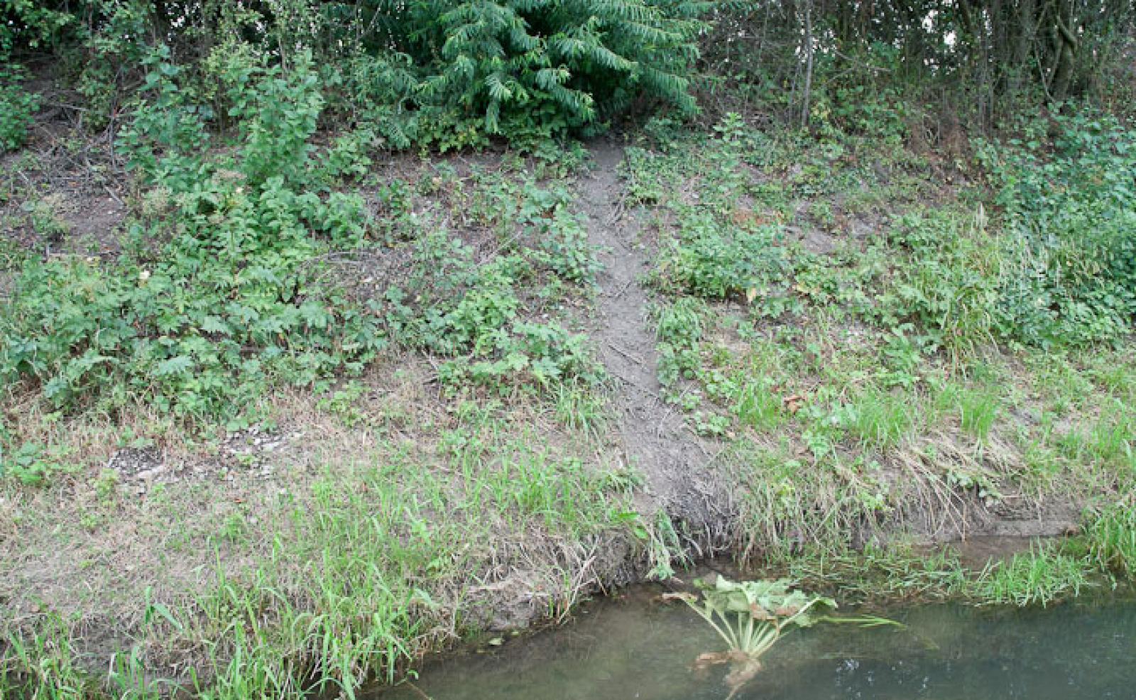 Ausstieg aus einem Teich zu einem Zuckerrübenfeld (© Christof Angst)