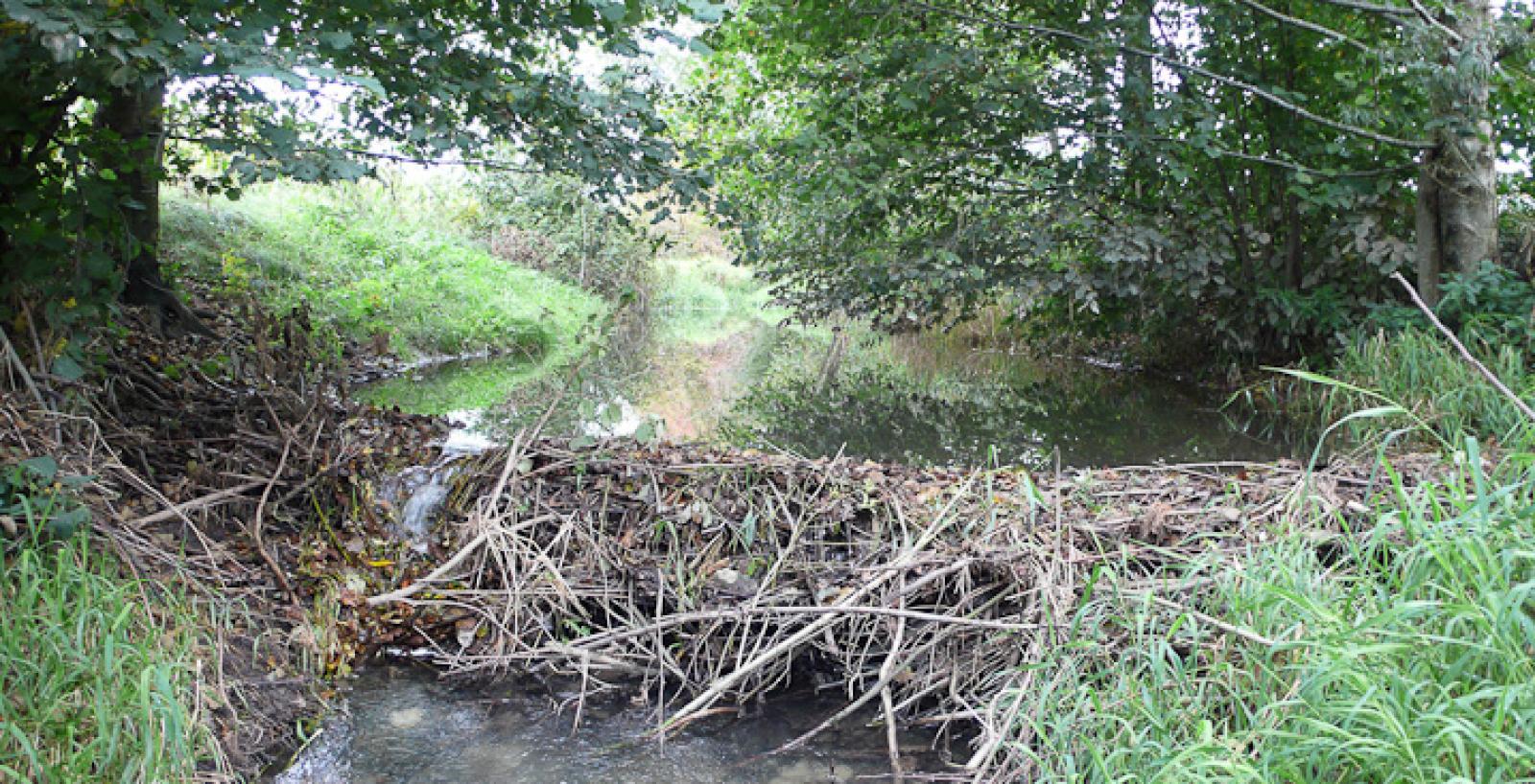 Barrage de castor sur un petit ruisseau (© Christof Angst)