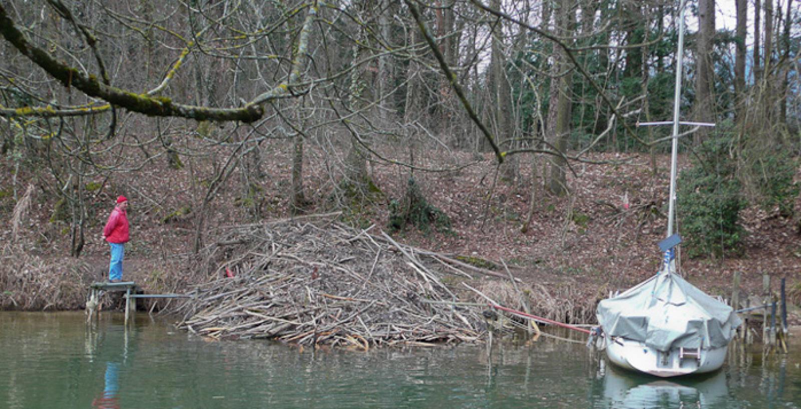 Grosse Biberburg an einem Fluss (© Christof Angst)