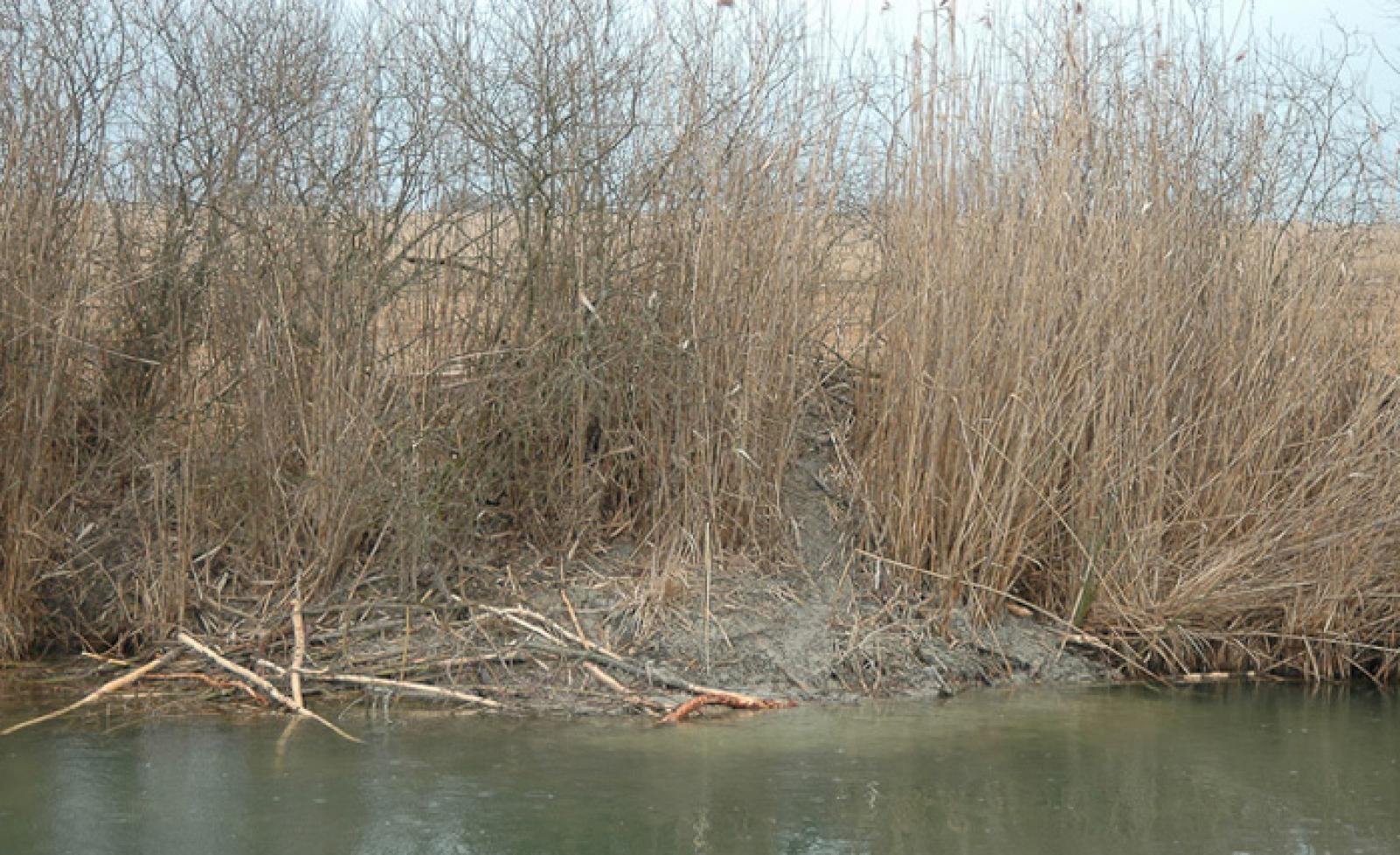 Hutte de castors dans la roselière d’un lac du Plateau. Un réfectoire se trouve également sur la hutte (© Christof Angst)