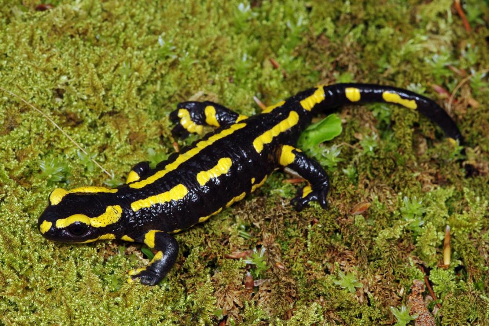 Salamandre tachetée, un amphibien tout de noir et jaune vêtu