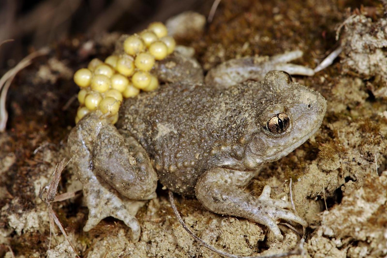 Mâle du crapaud accoucheur avec ponte