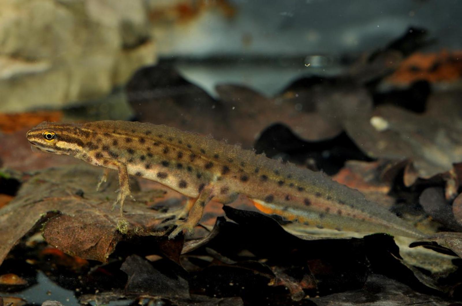 Mâle du triton lobé dans l'eau