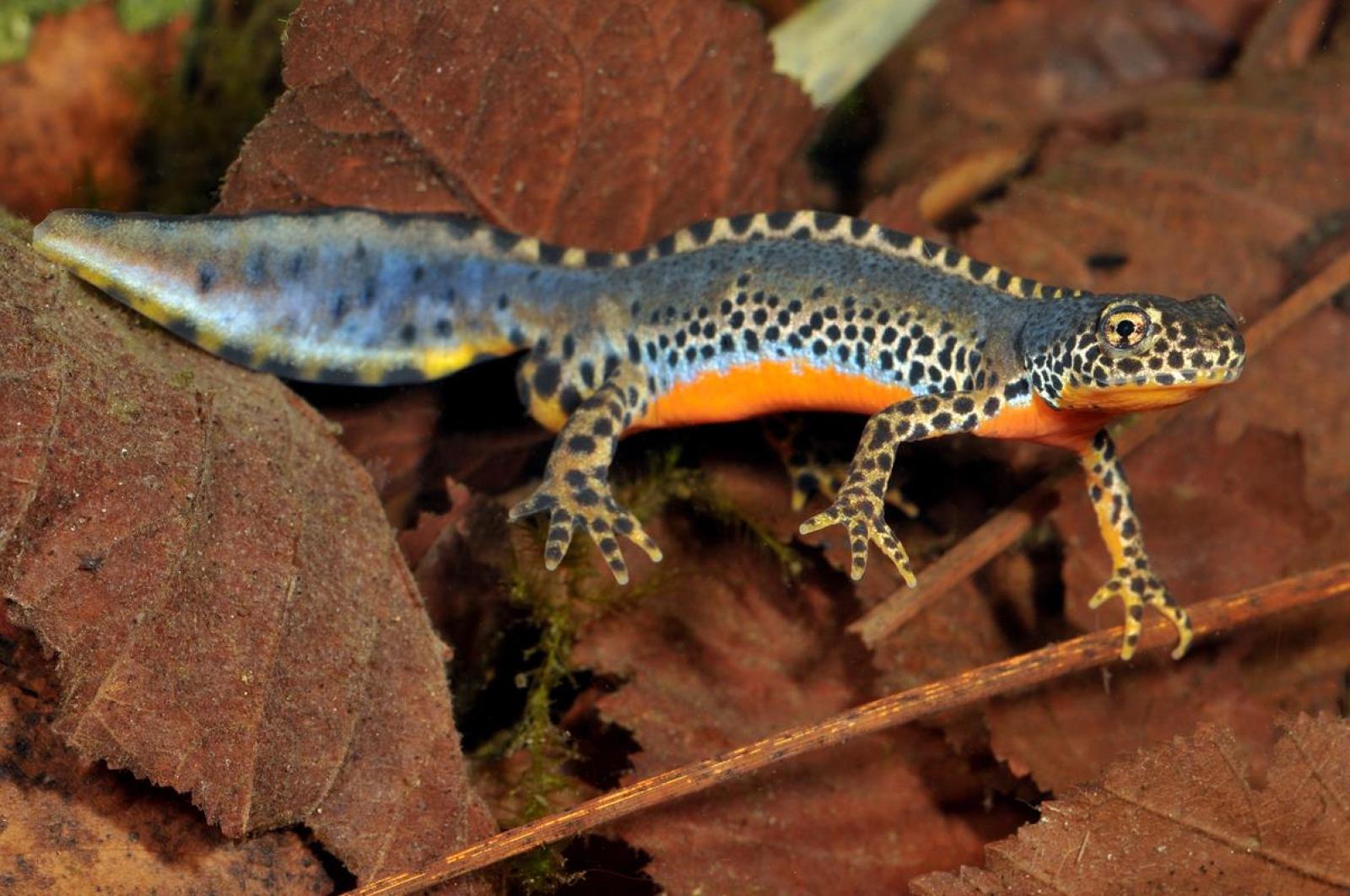 Mâle du triton alpestre dans l'eau