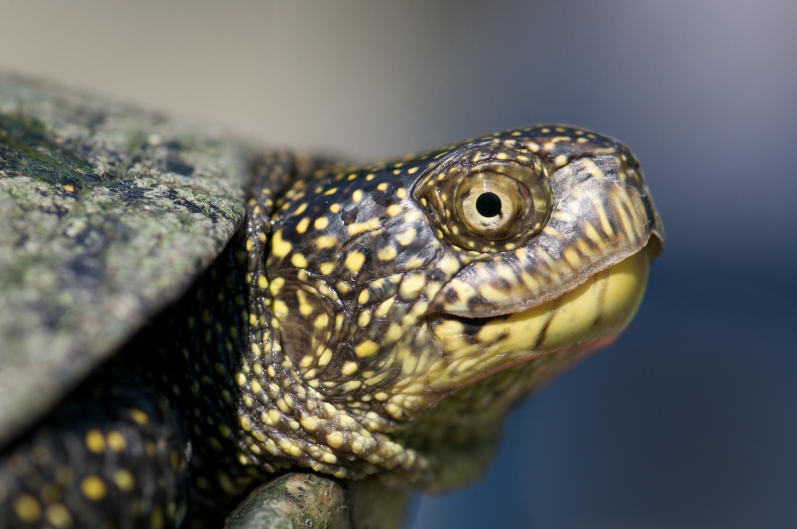 Portrait der Europäischen Sumpfschildkröte