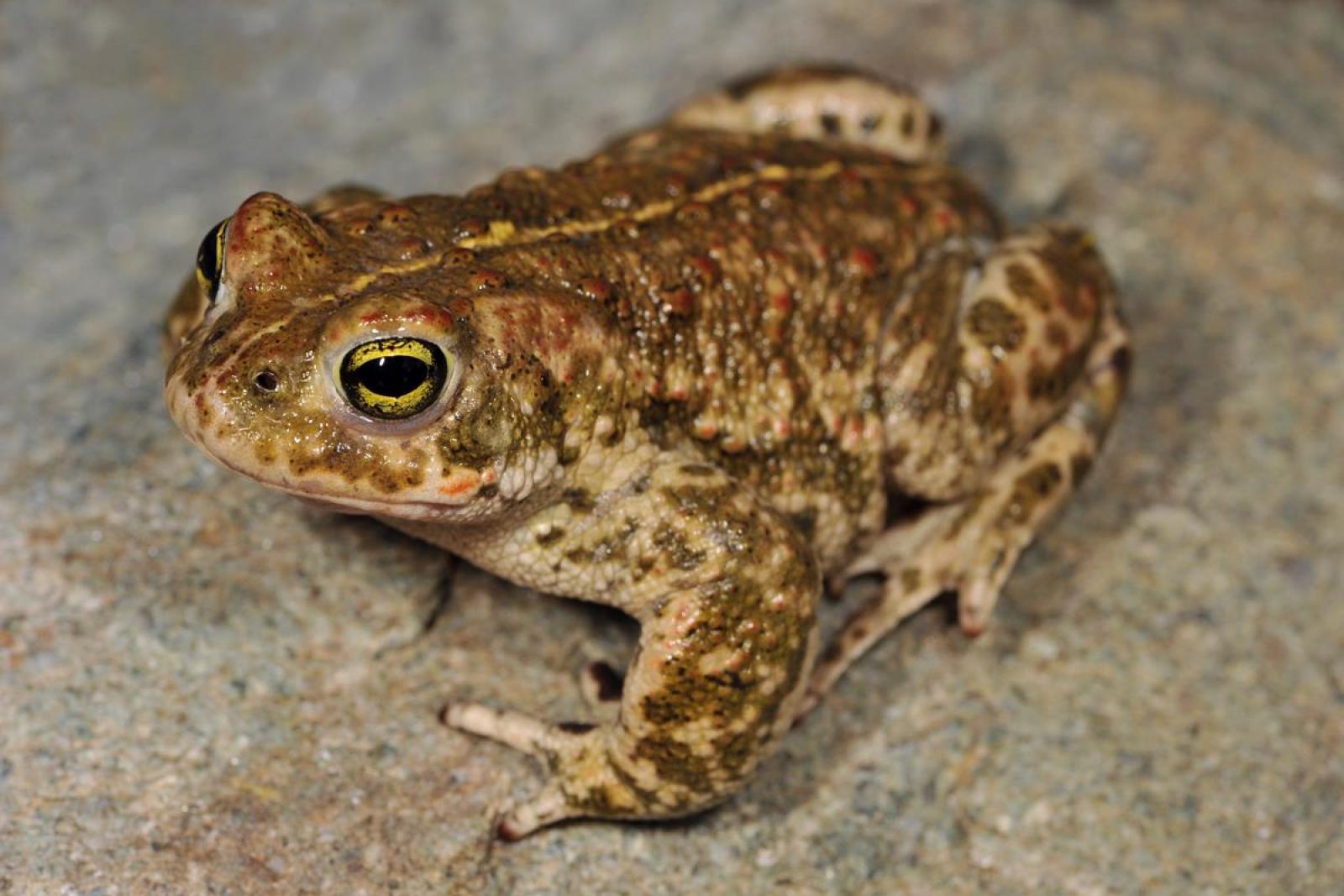 Mâle du crapaud calamite