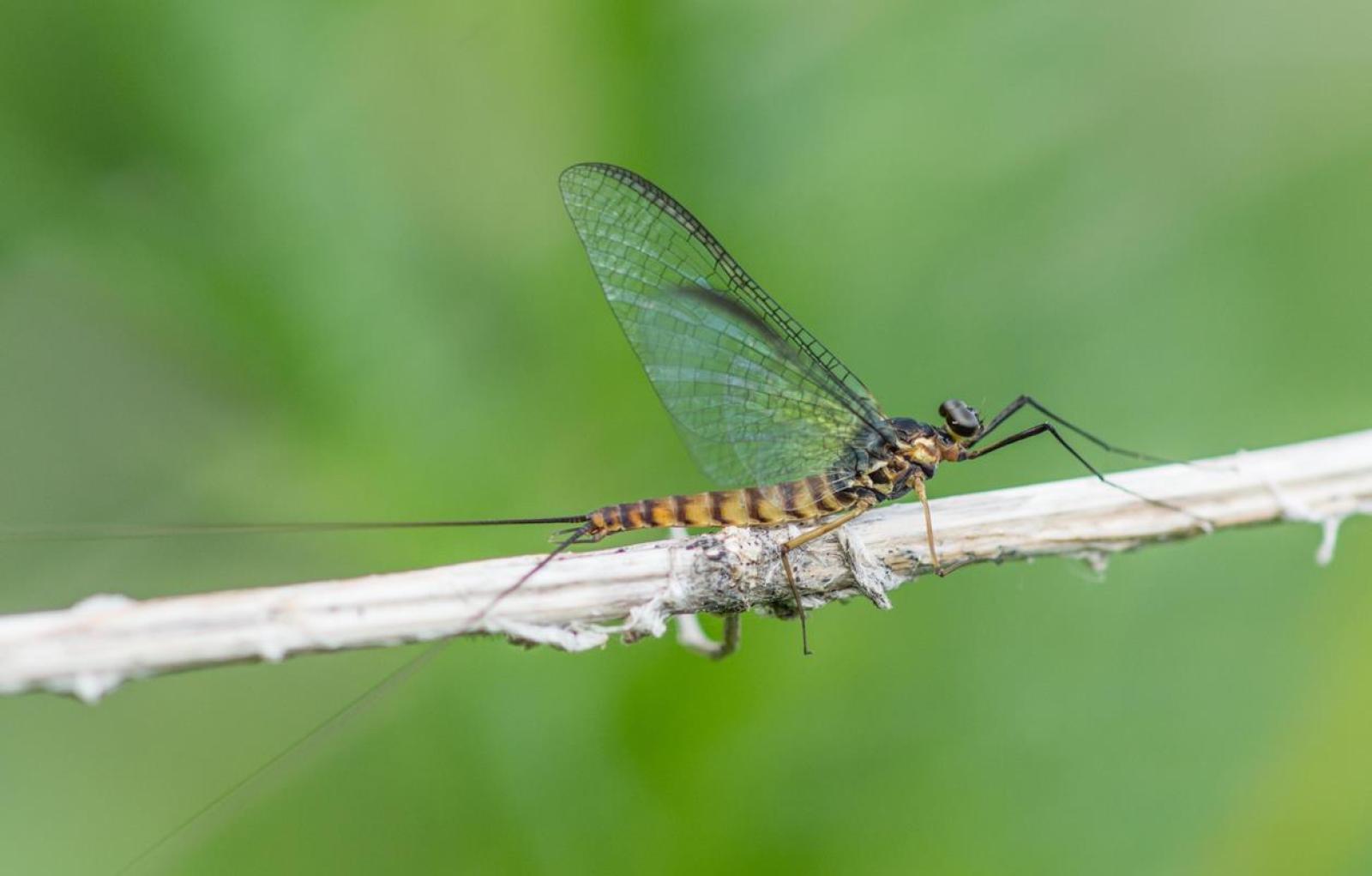 Eintagesfliege Epeorus assimilis