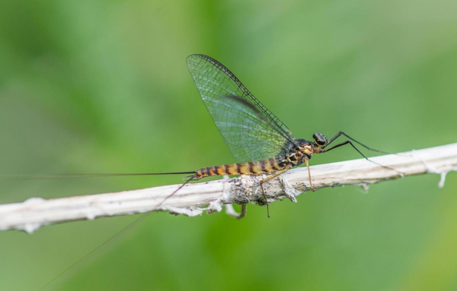 Ephemère Epeorus assimilis