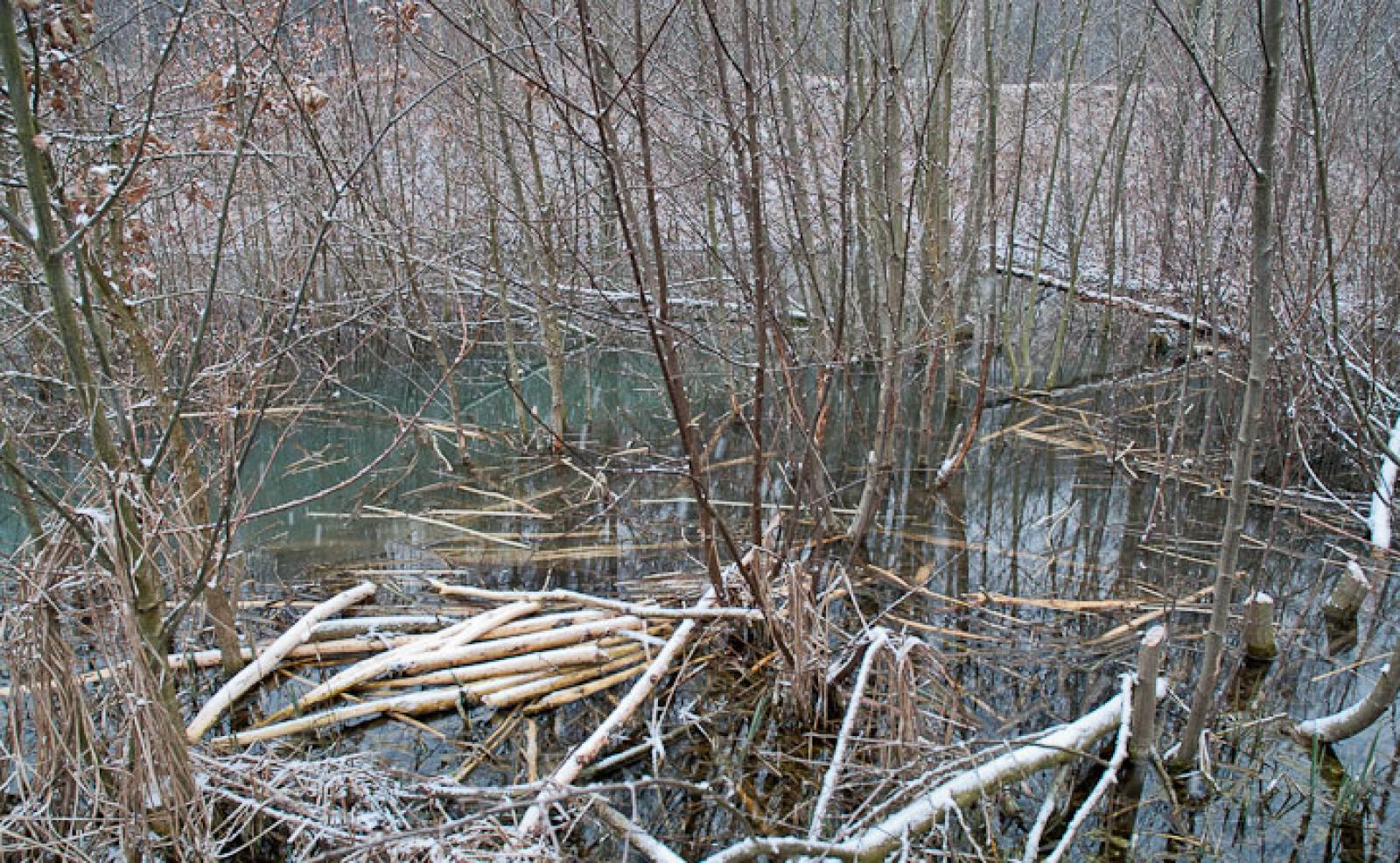 Réfectoire sur une ile au milieu d’un bassin de castor (© Christof Angst)