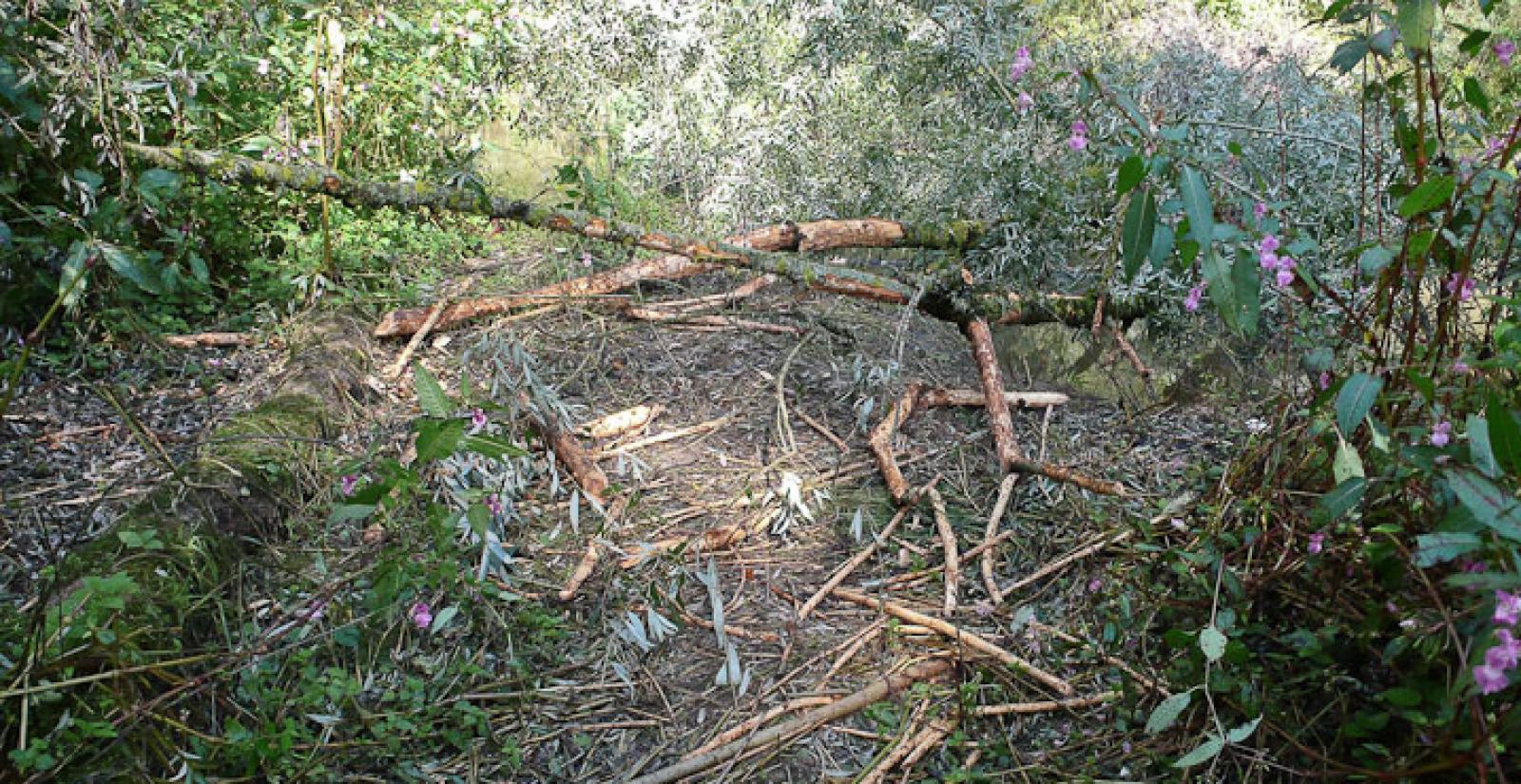 Saules abattus, puis débités et rongés sur place (© Christof Angst)
