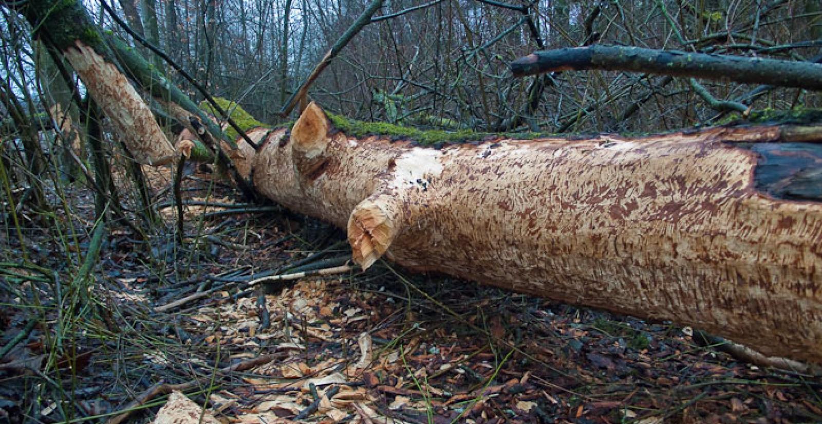 Peuplier abattu dans une forêt alluviale (© Christof Angst)