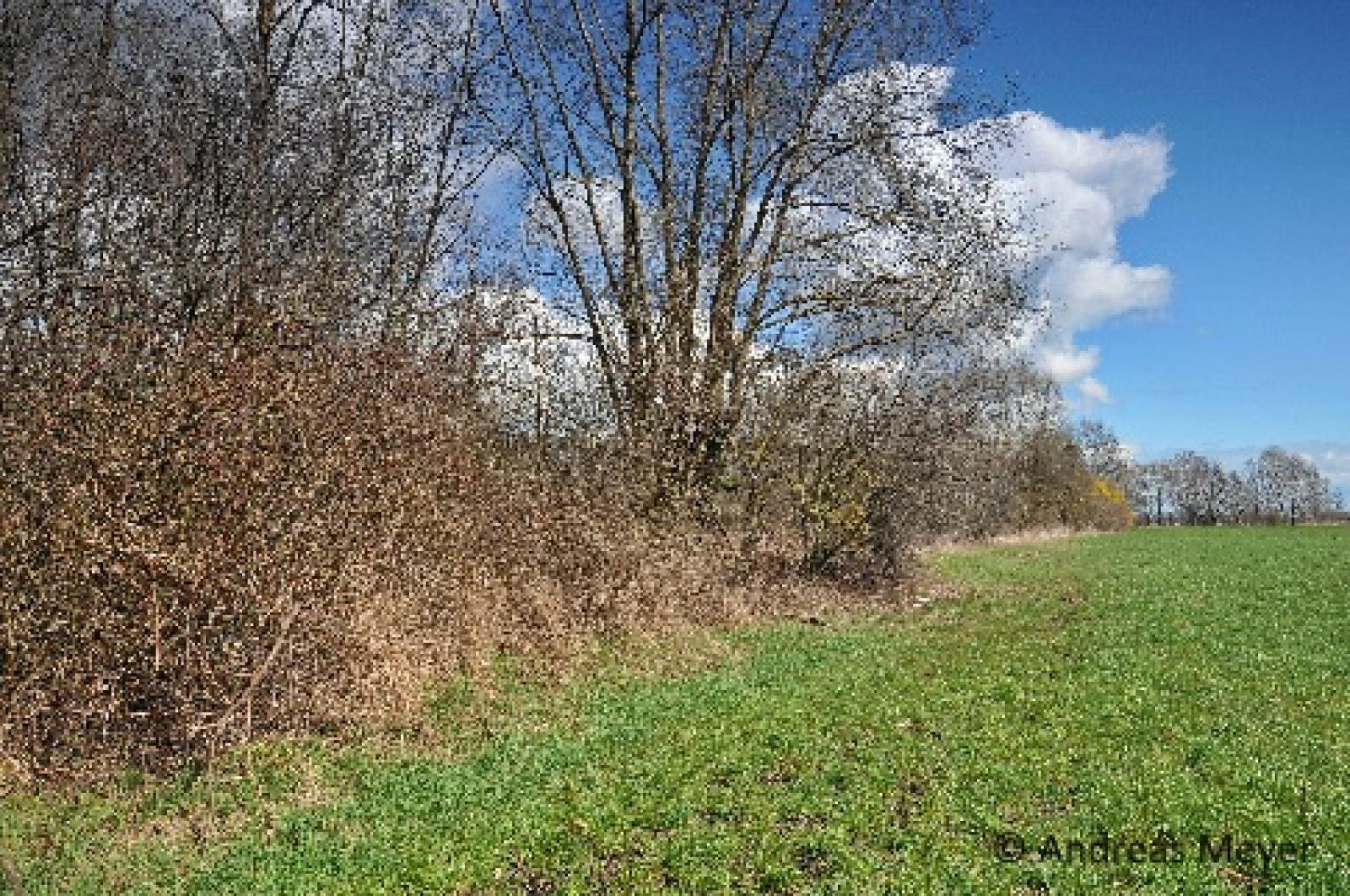 Haie avec ourlet herbeux comme habitat pour le lézard agile