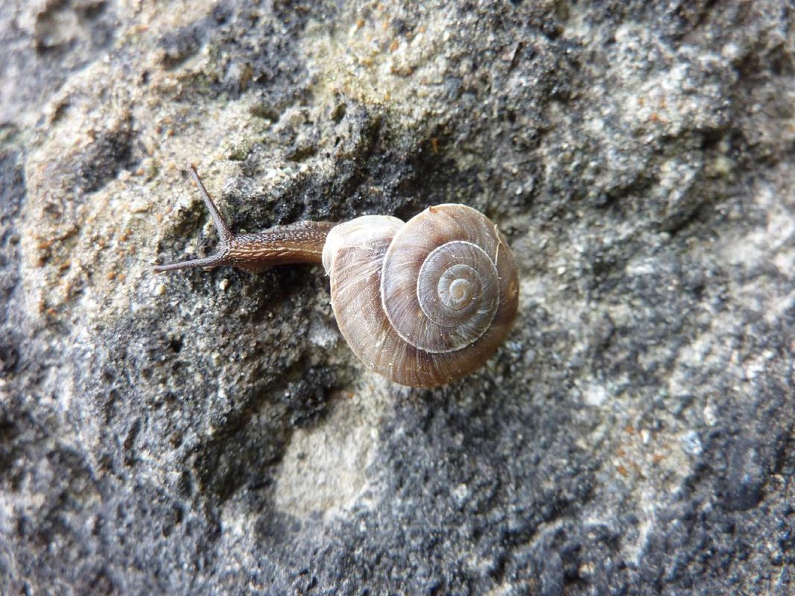 Mollusque Helicigona lapicida