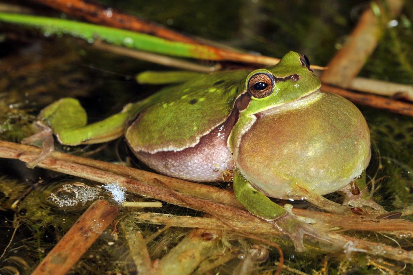 Raganella comune europea che gracchia nell'acqua