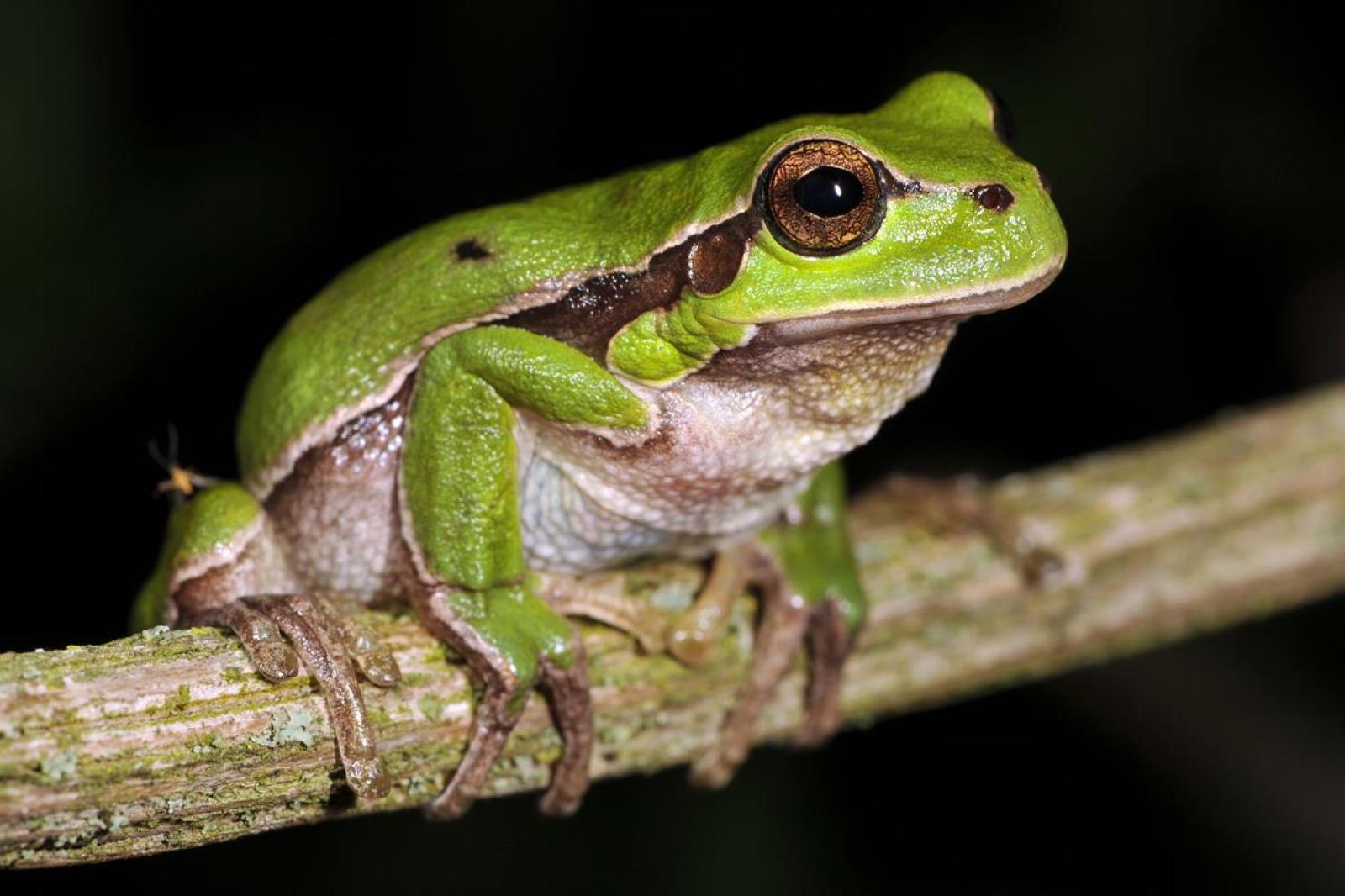 Europäischer Laubfrosch auf einem Ast