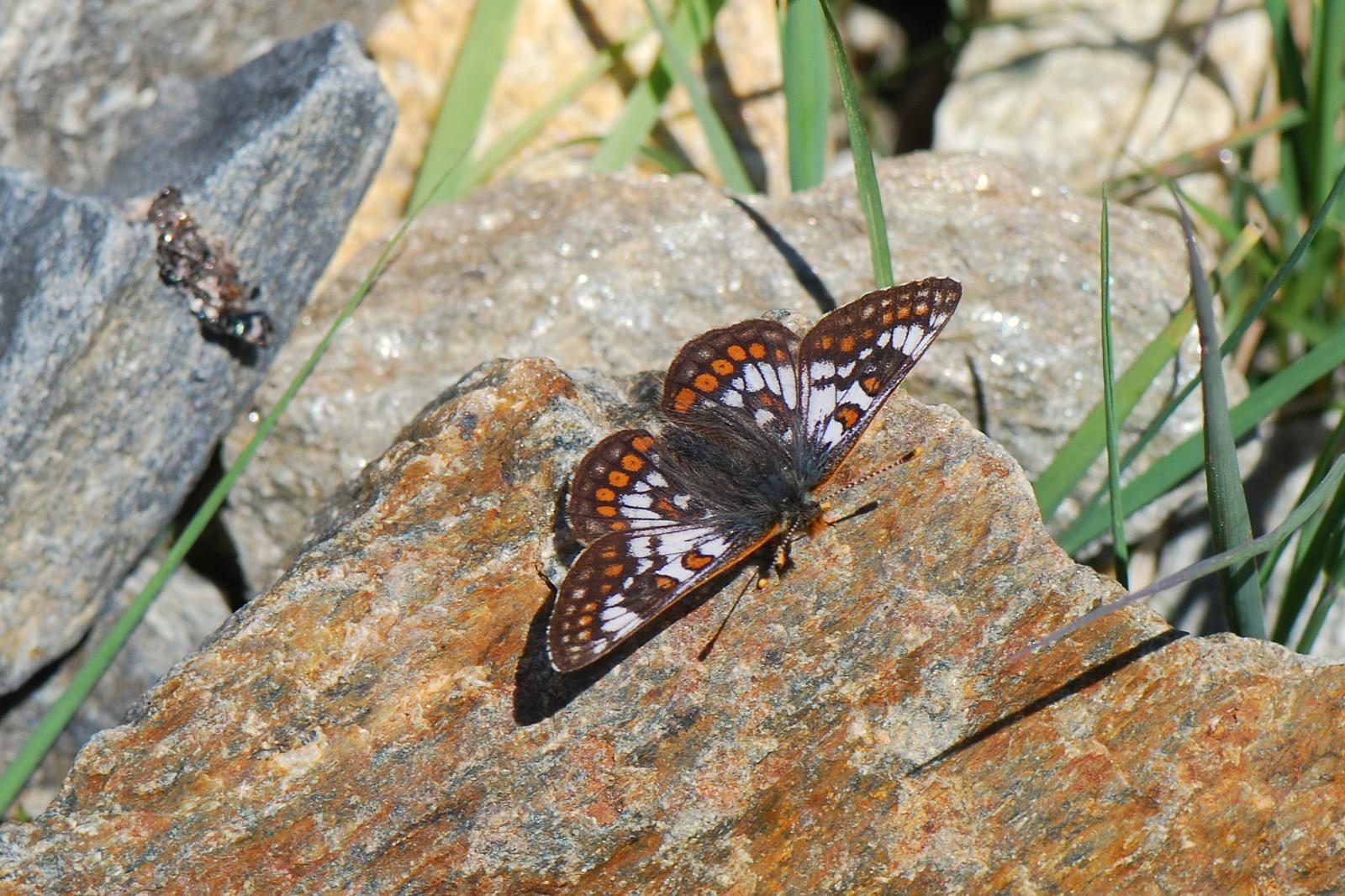 Papillon Euphydryas cynthia
