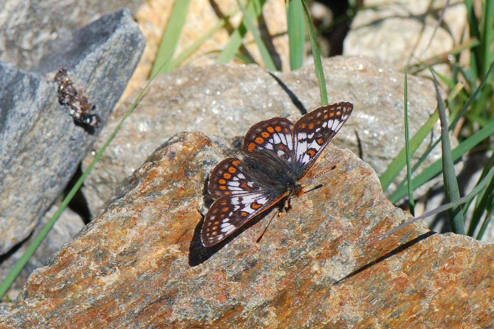 Papillon Euphydryas cynthia