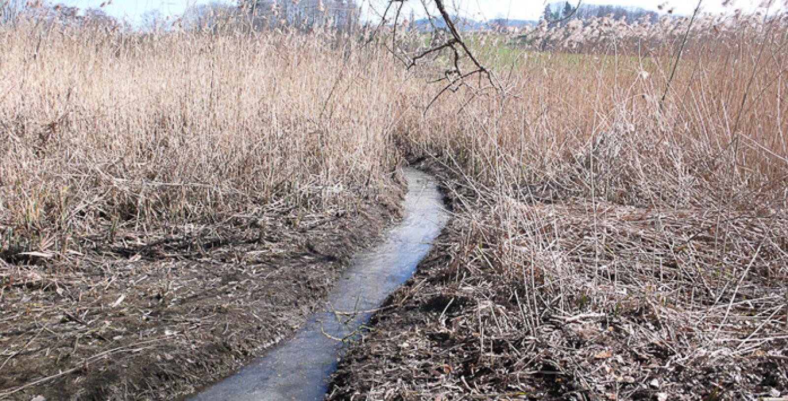 Kanal im Schilfgürtel an einem See (© Christof Angst)