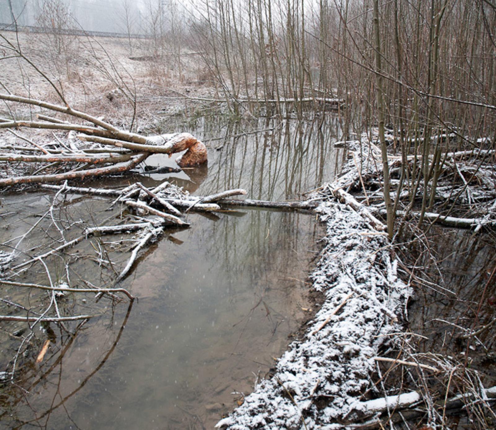Kanal in einem Biberteich. Schön zu sehen ist die Kanalrinne und das Aushubmaterial am rechten Ufer (© Christof Angst)