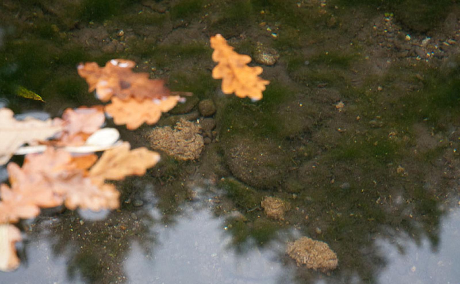 Biberkot im Wasser (© Christof Angst)