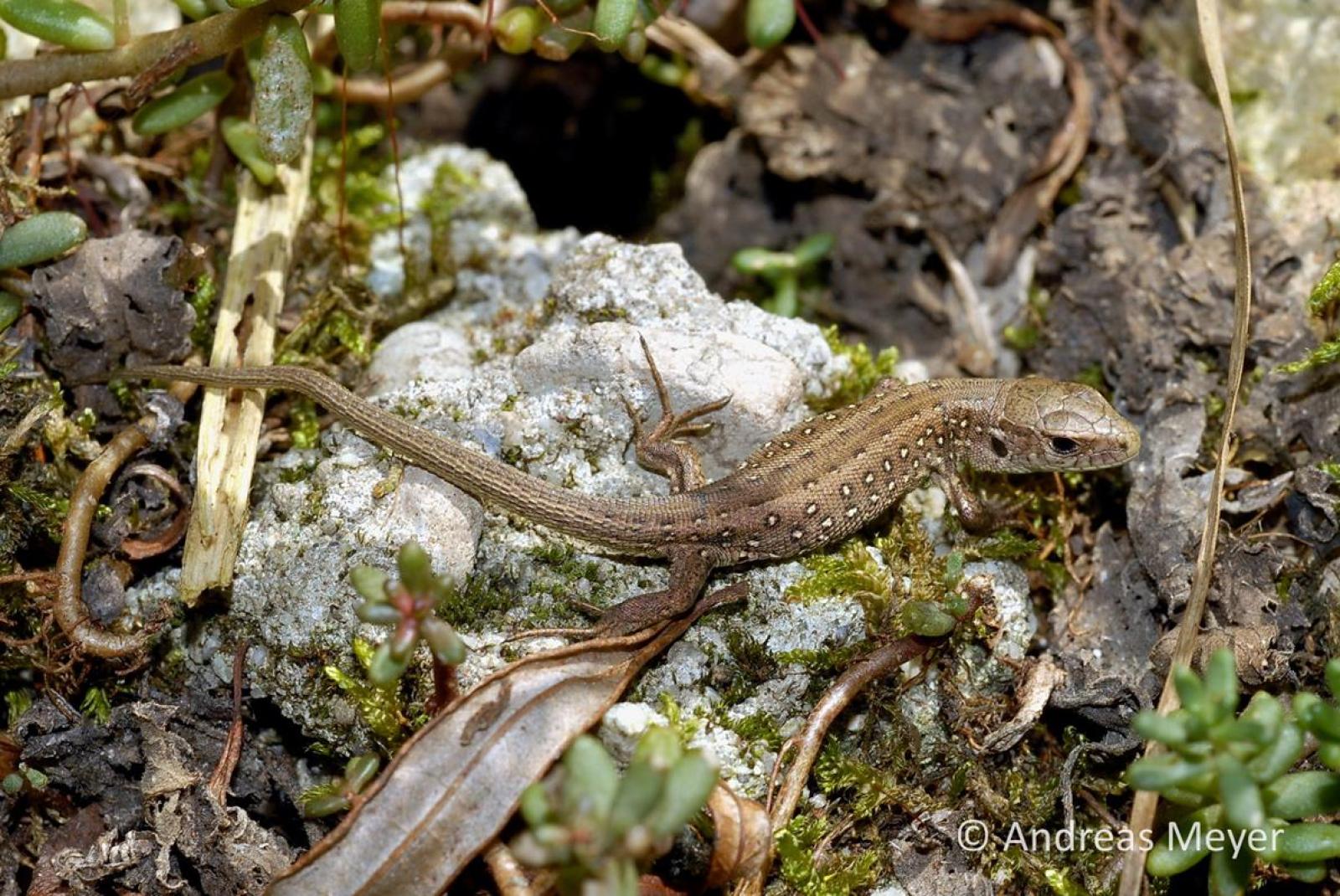 Juvénile du lézard agile