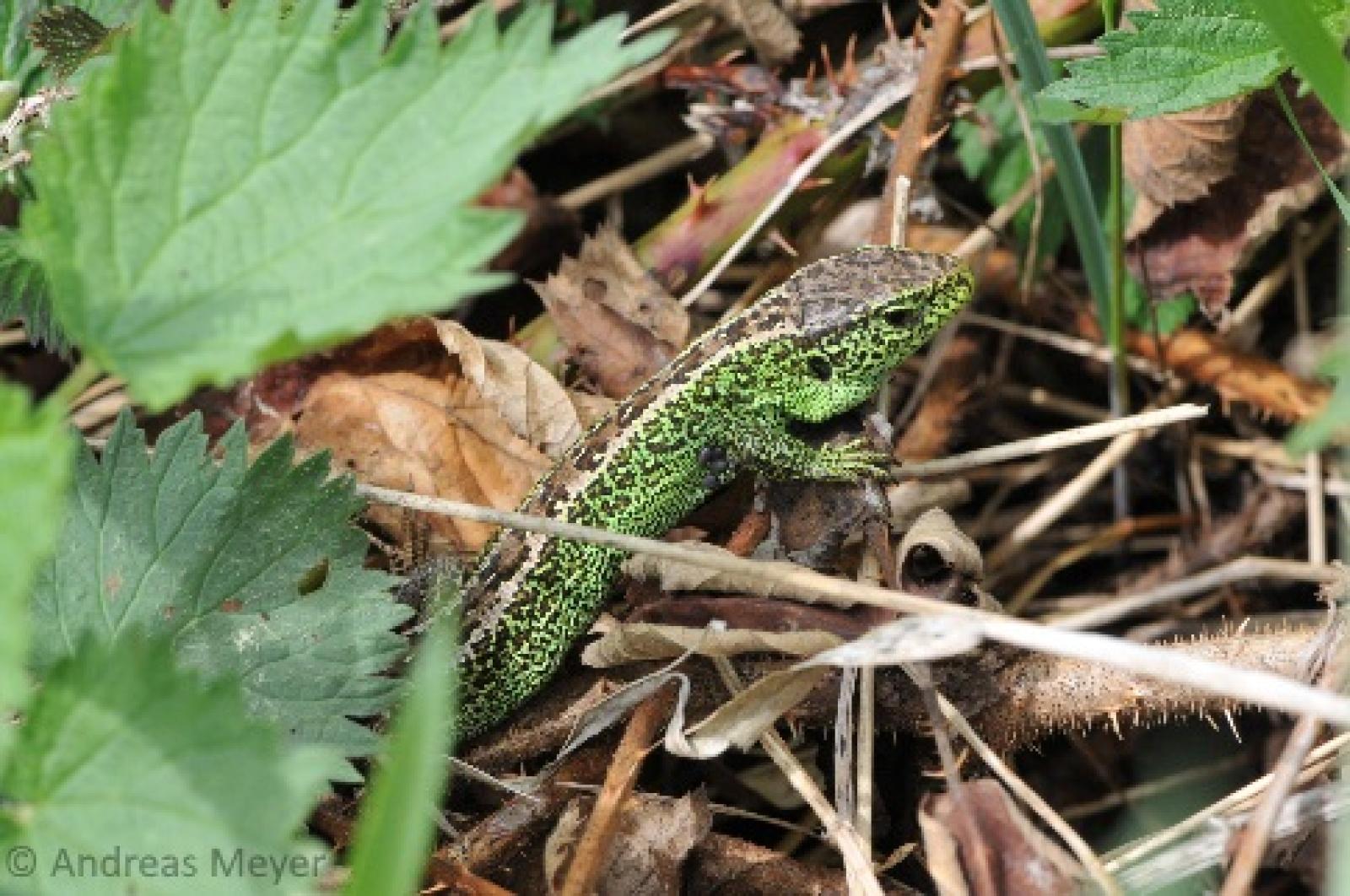 Mâle d'un lézard agile