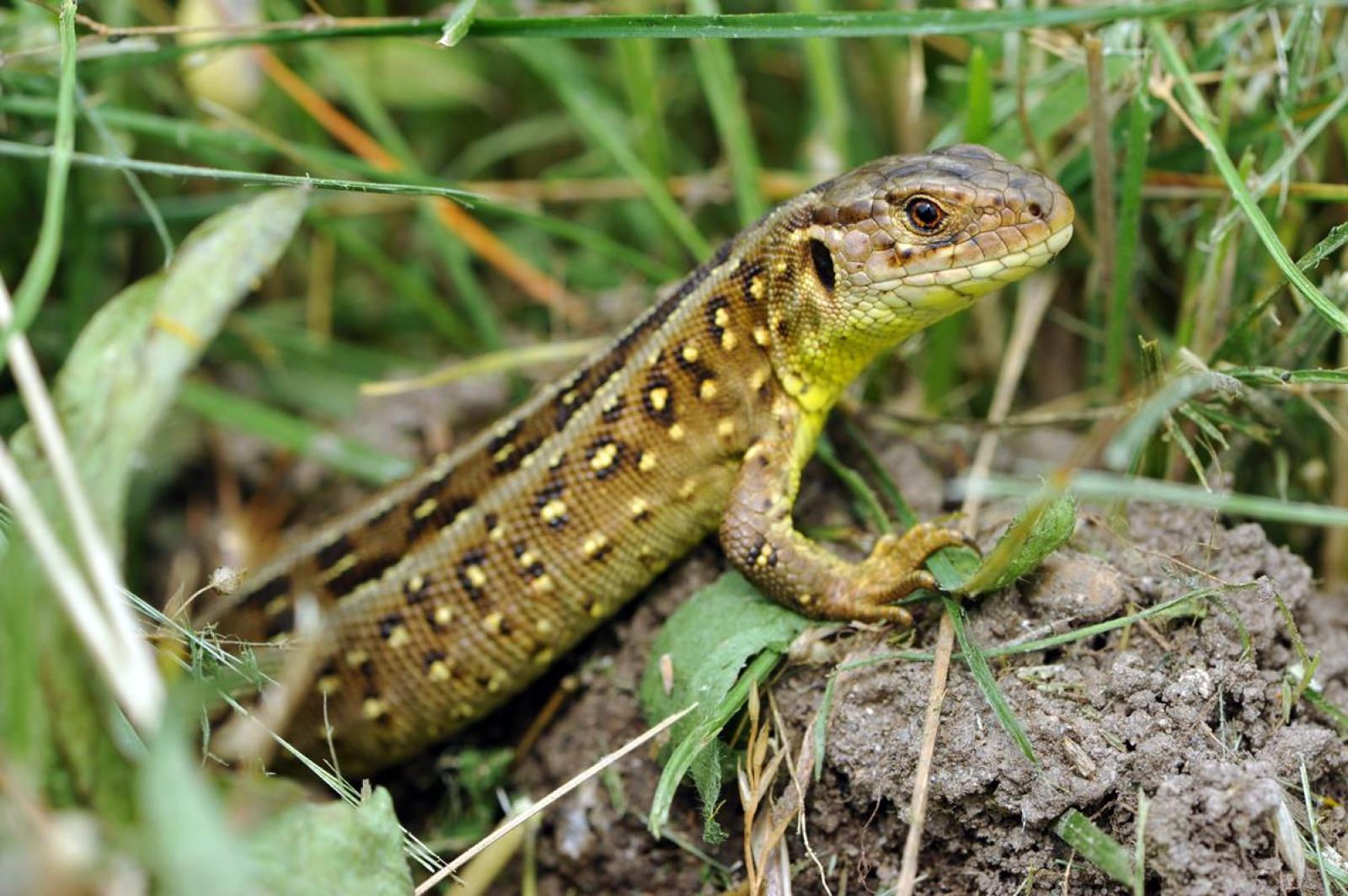 Un lézard agile sort d'une cachette dans la vegetation