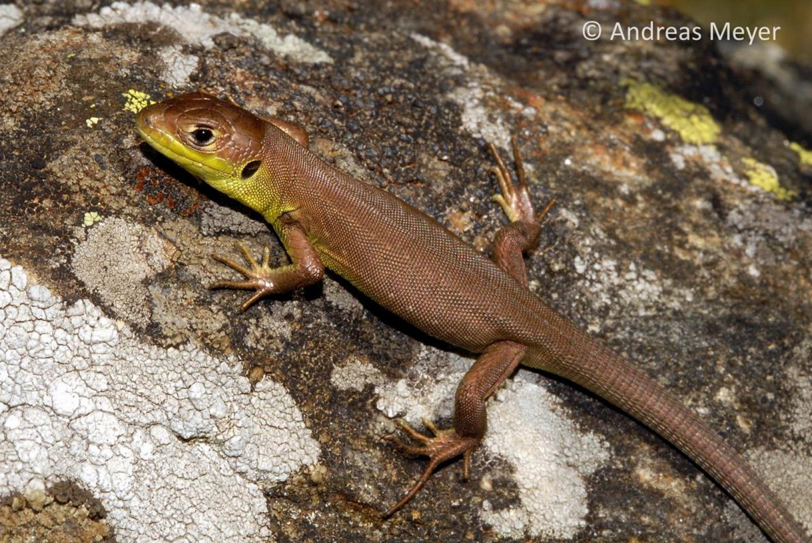 Juvénile du lézard vert