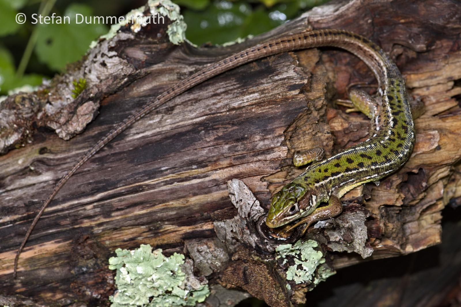 Femelle d'un lézard vert