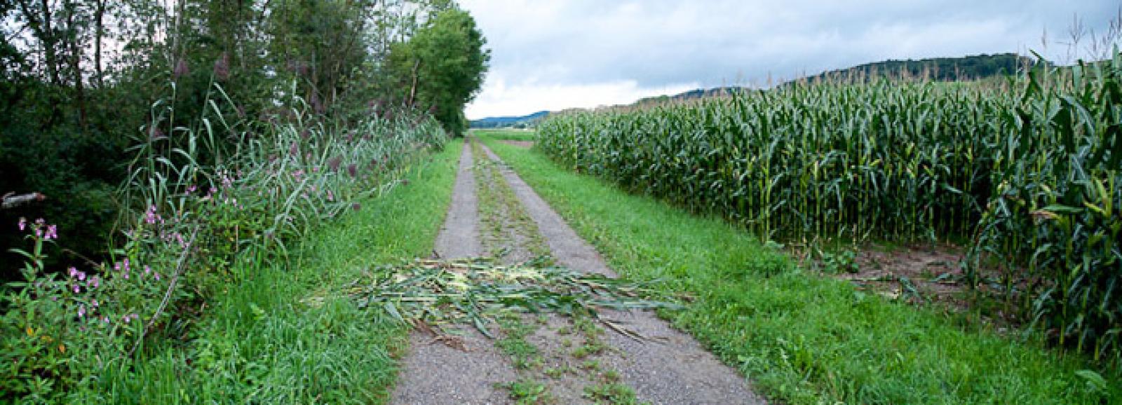 Passage du cours d’eau vers un champ de maïs (© Christof Angst)