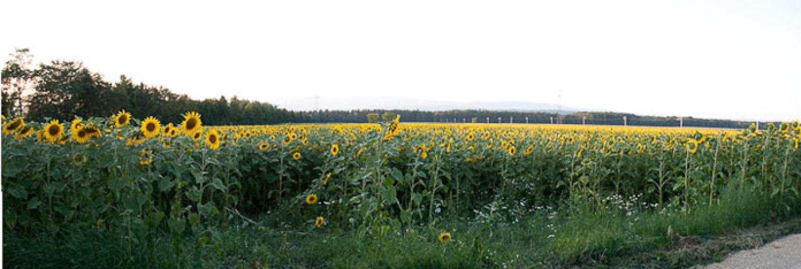 Sonnenblumenfeld an einem Gewässer (© Christof Angst)