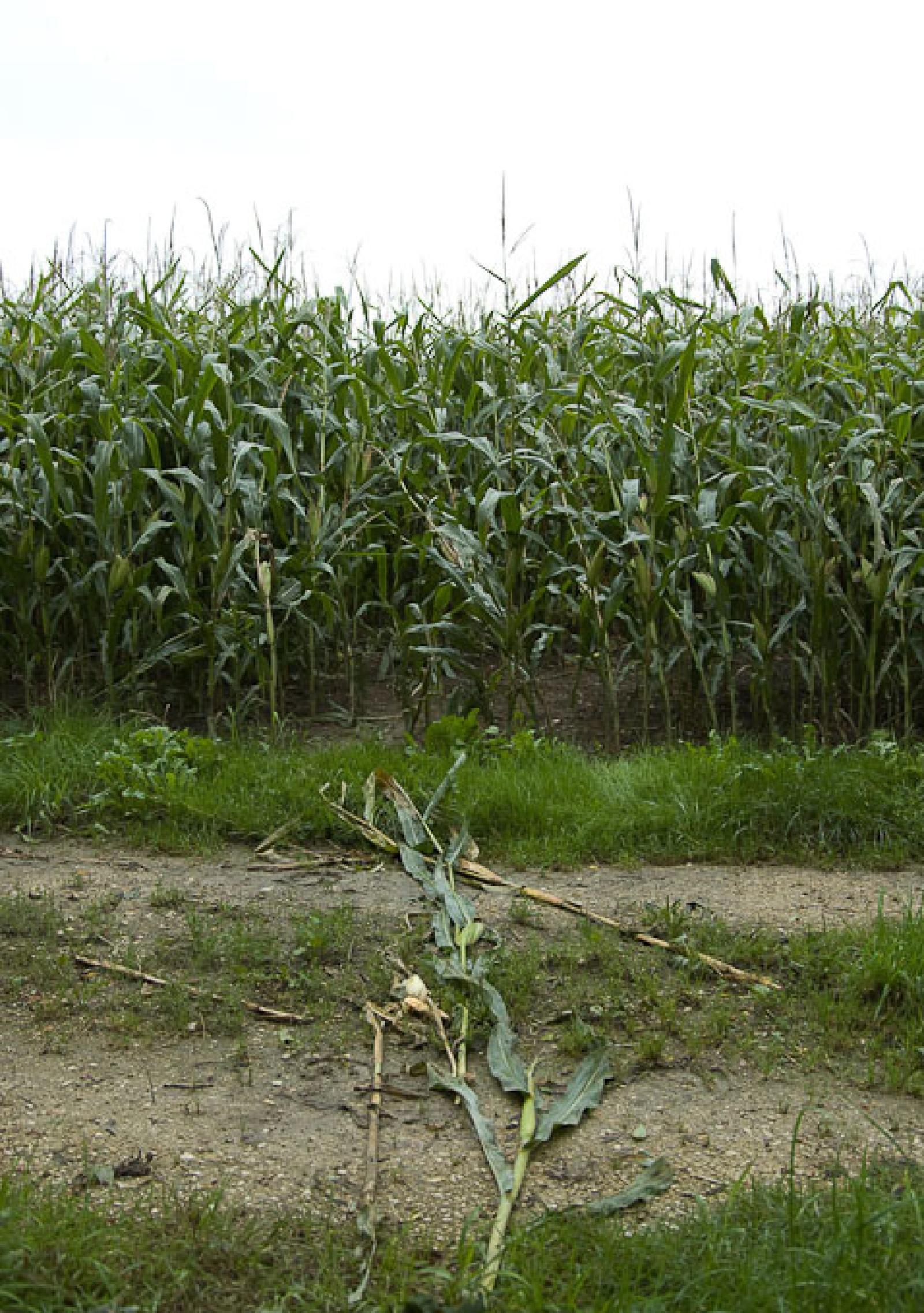 Passage du cours d’eau vers un champ de maïs (© Christof Angst)