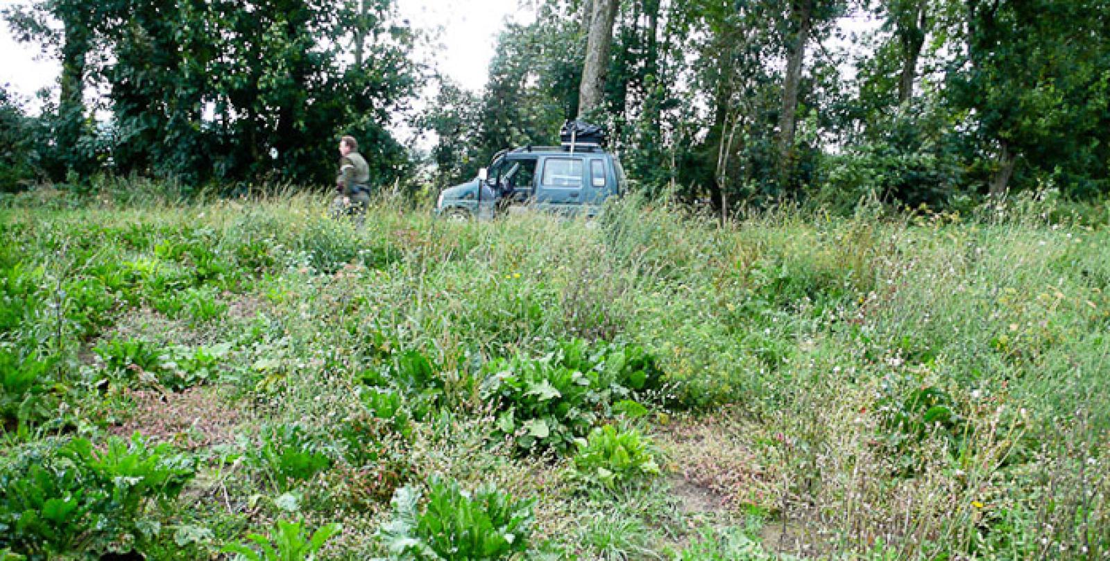 Souvent, des mauvaises herbes poussent sur les surfaces libérées (© Christof Angst)