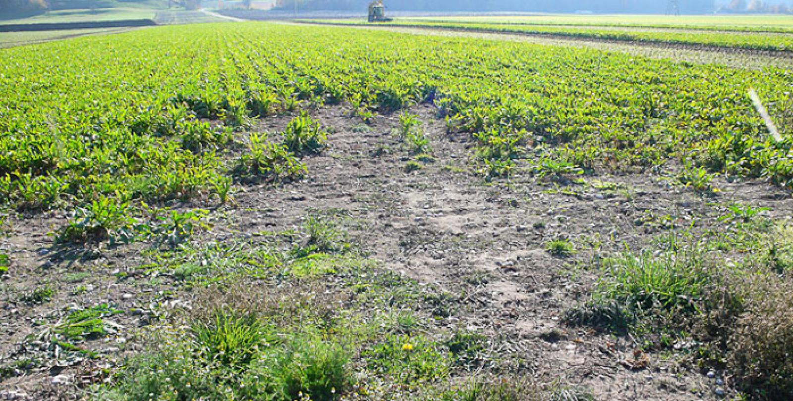 Zuckerrübenfeld an einem Gewässer. Die genutzte Fläche beträgt 1-2 Aren (© Christof Angst)