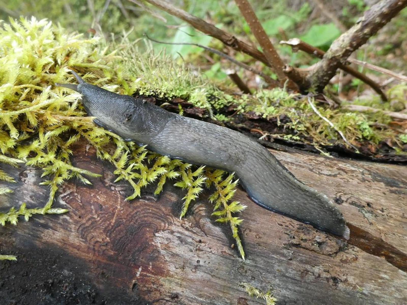 Schnecke Limax cinereoniger