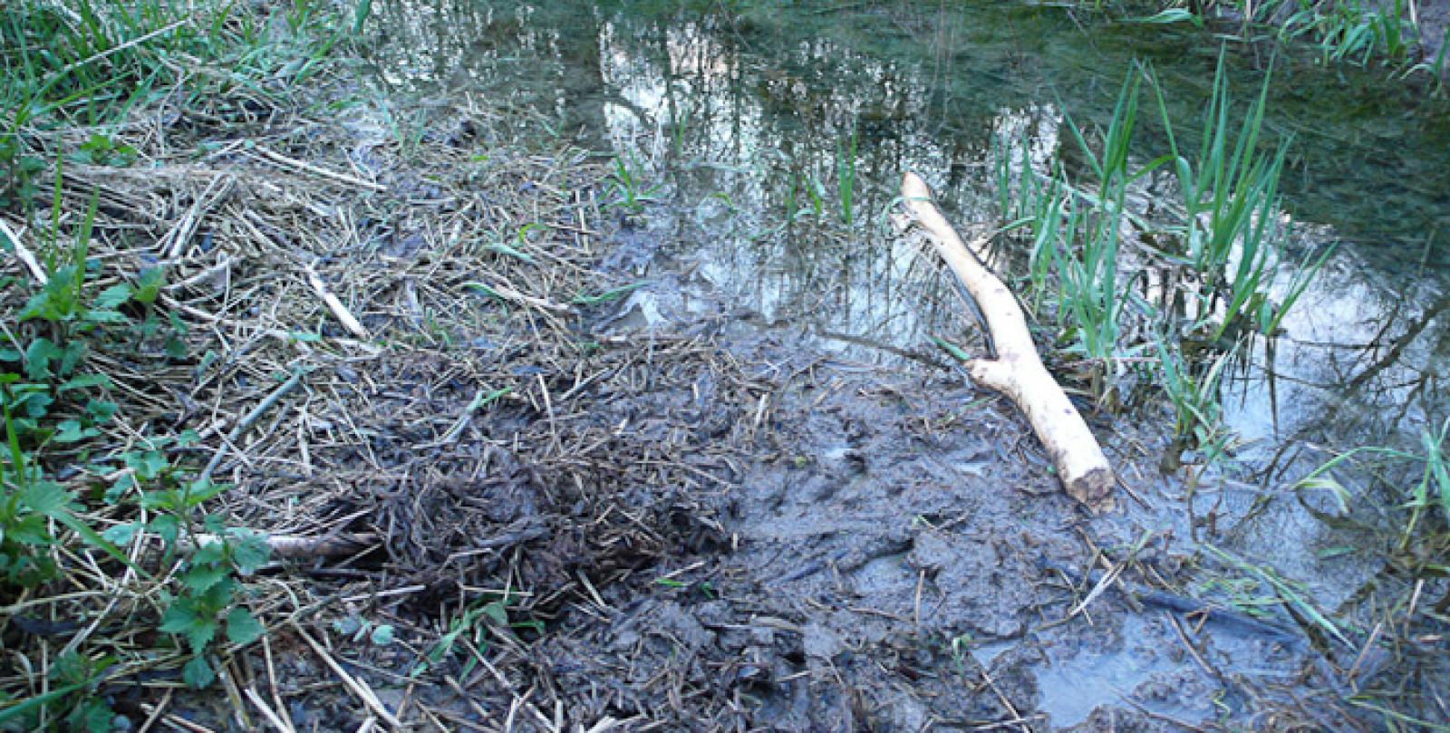 Markierhügel aus allerlei Vegetation am Ufer eines kleine Bächleins (© Christof Angst)