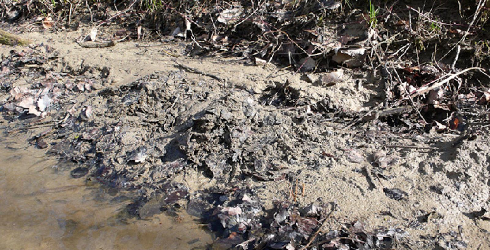 Markierhügel aus Blättern und Sand am Ufer eines Baches (© Christof Angst)