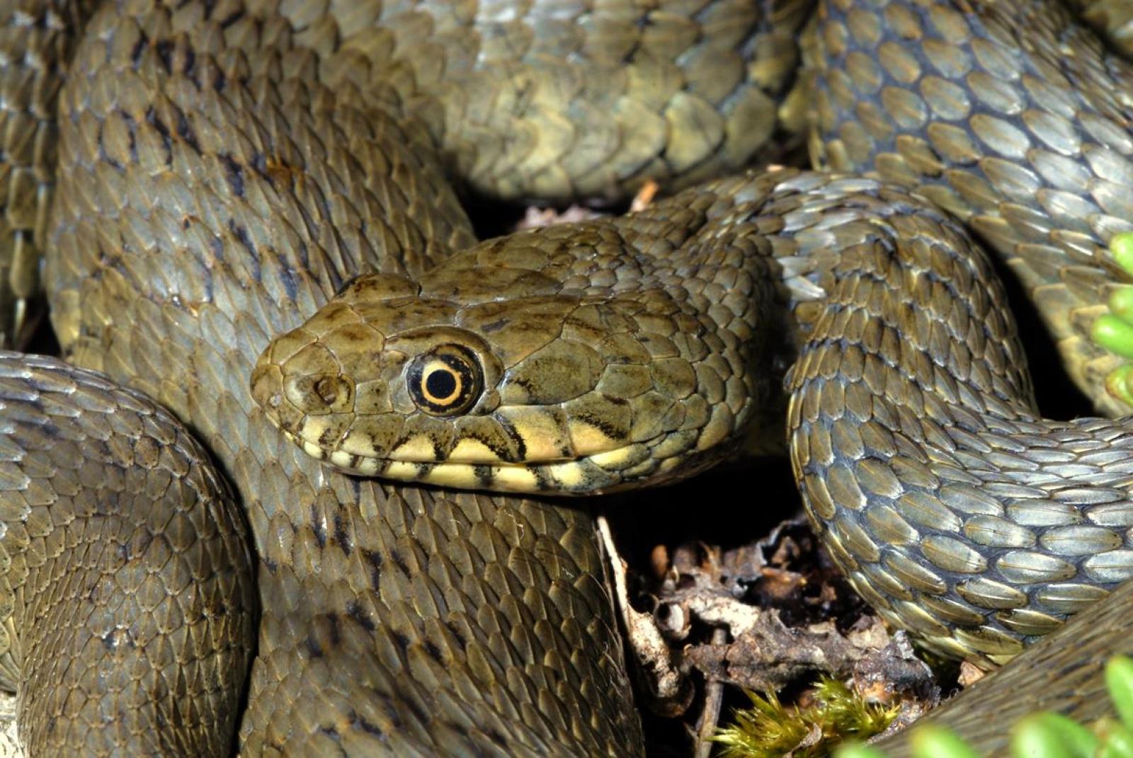 Portrait de la Couleuvre vipérine