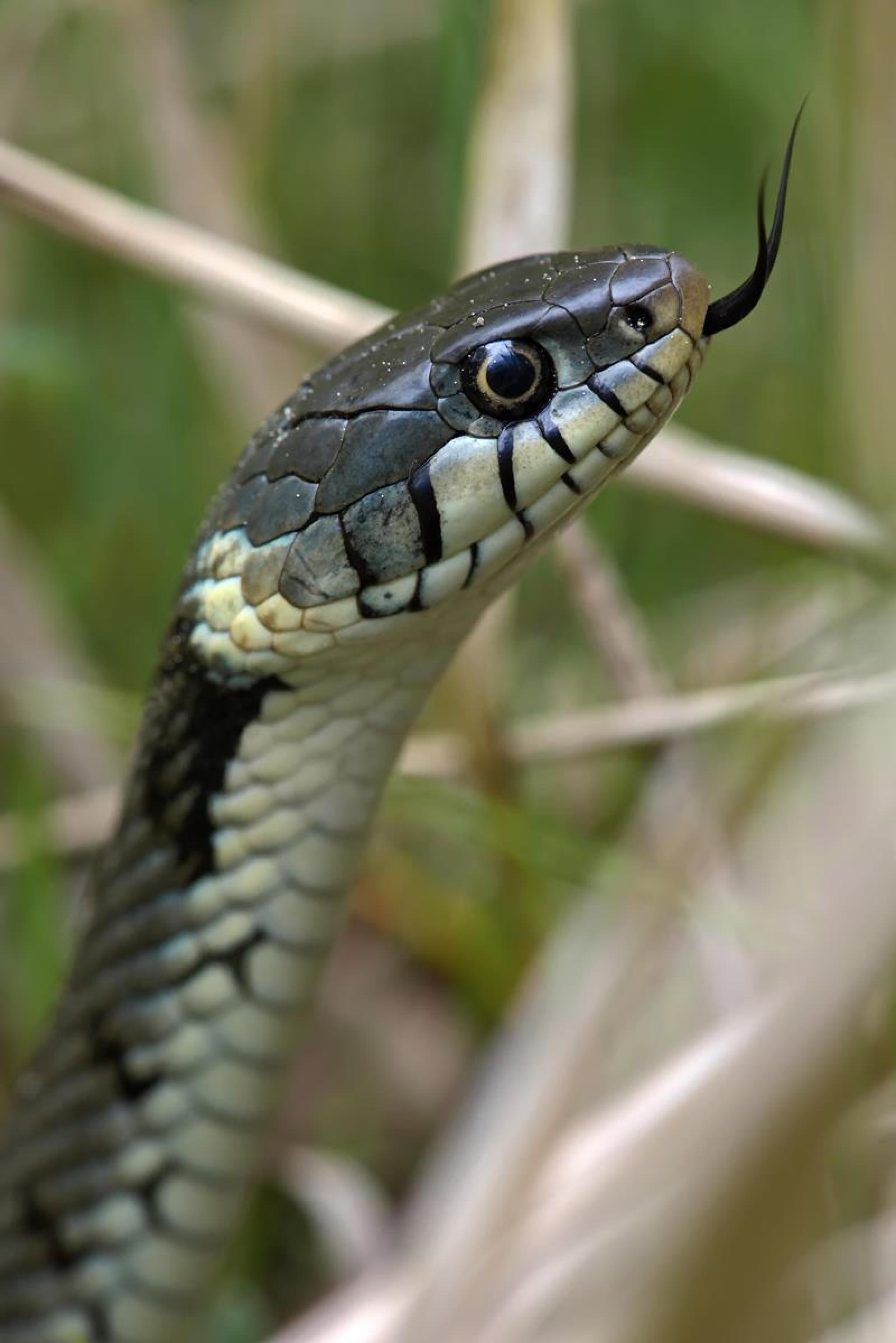 Portrait der Barrenringelnatter