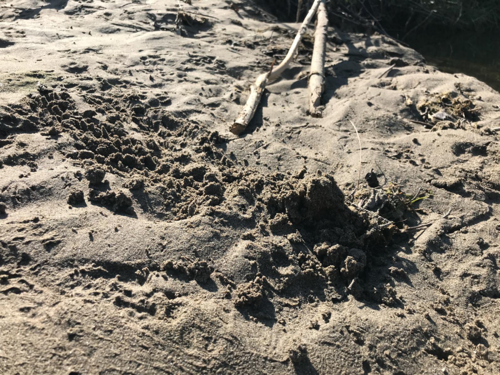 Fischotter scharren am Ufer auch Sand zu einem Haufen und setzen den Kot direkt auf diesen Haufen ab (© Christof Angst)