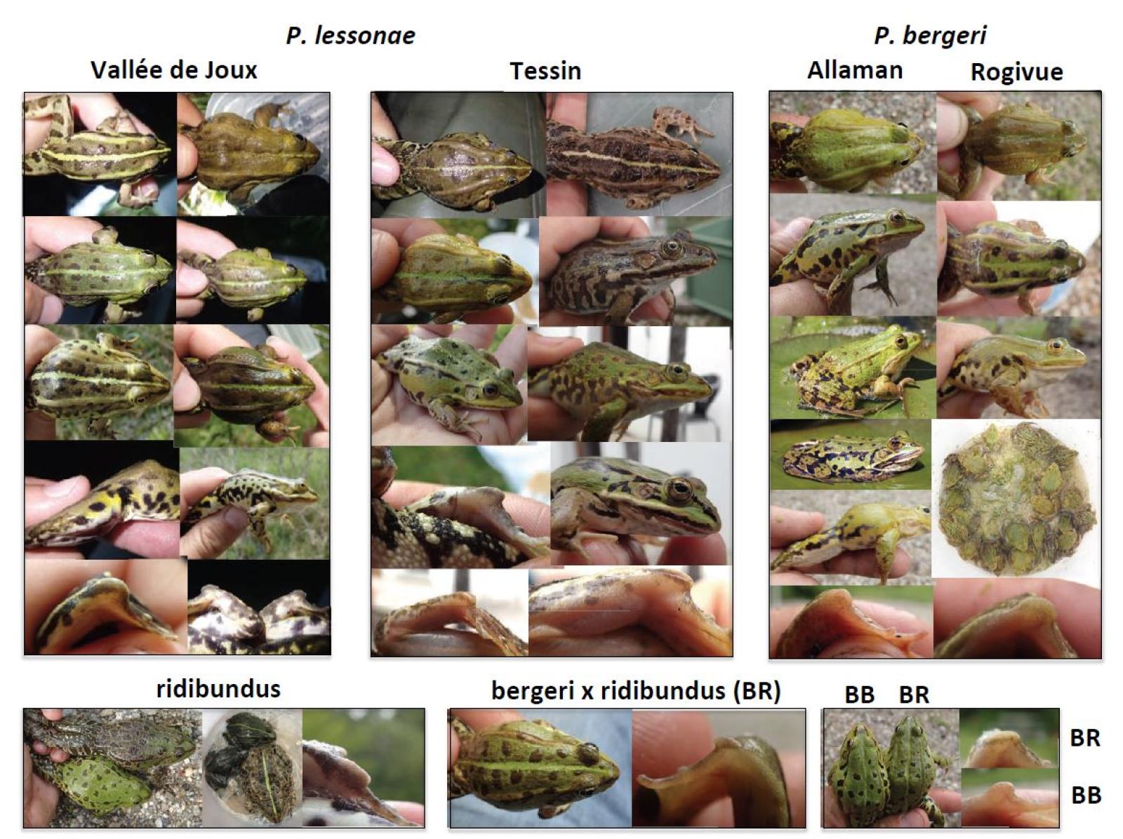 Zusammenstellung verschiedener Wasserfrosch-Arten