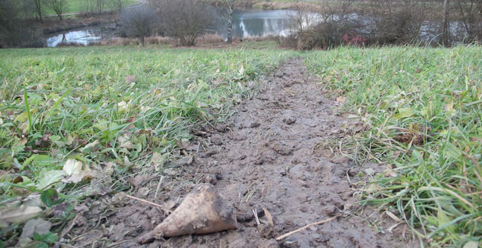 Biberpfad von einem Teich zu einem Zuckerrübenfeld (© Christof Angst)