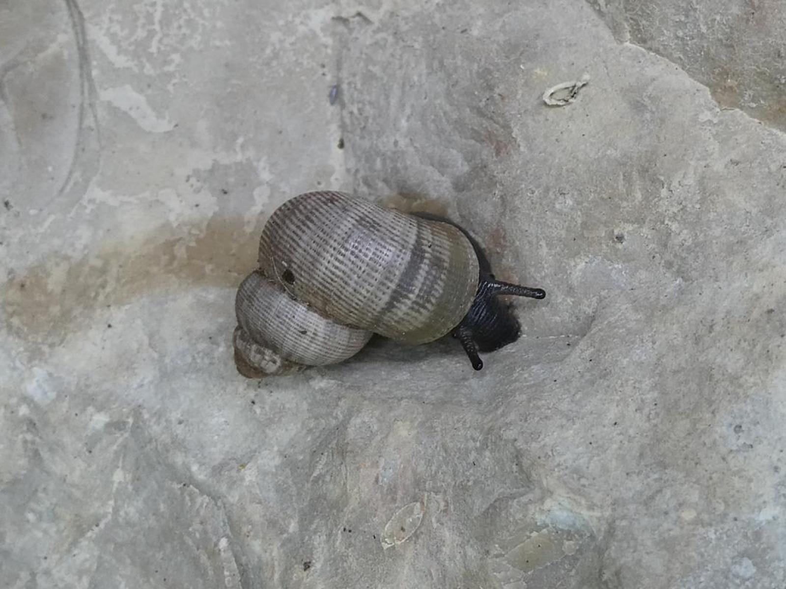 Schnecke Pomatia elegans