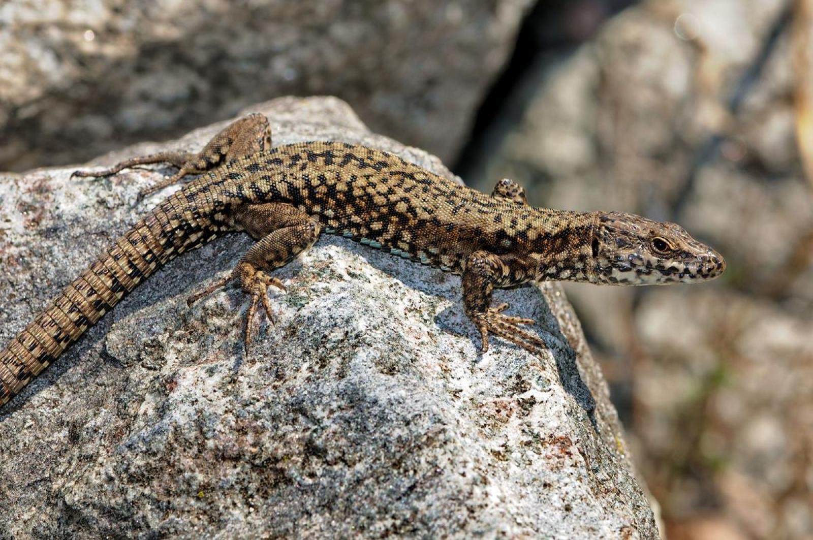 Lézard des murailles