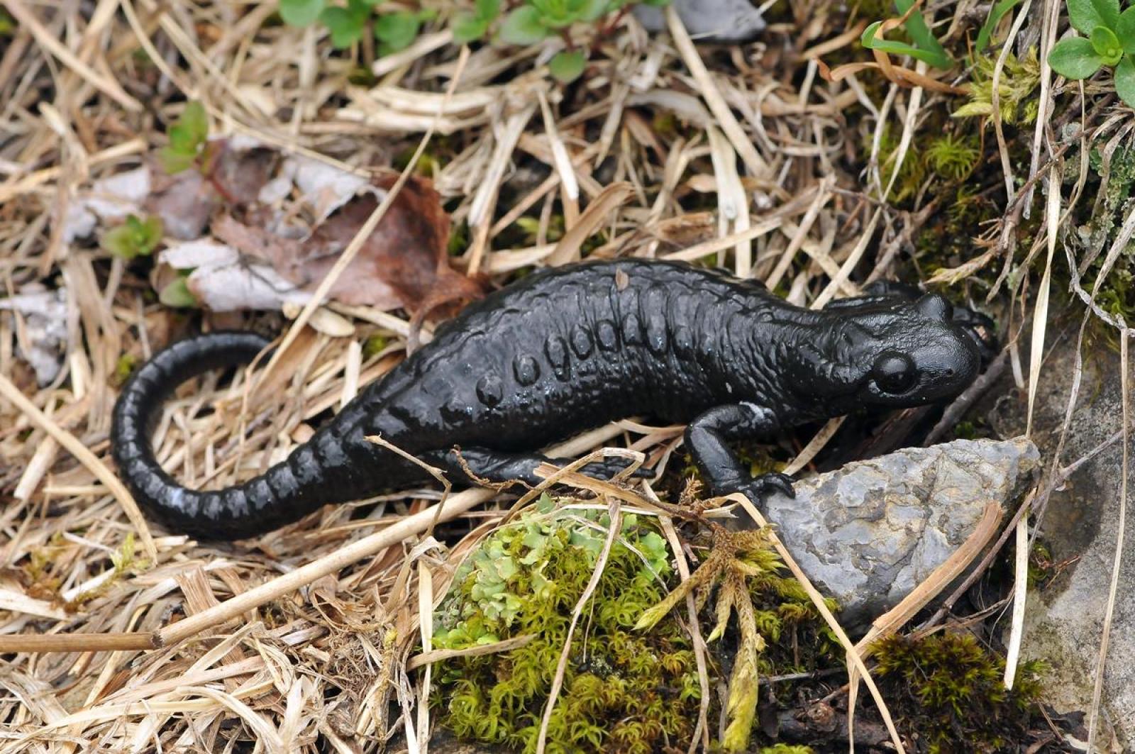 Alpensalamander kriecht über Stein