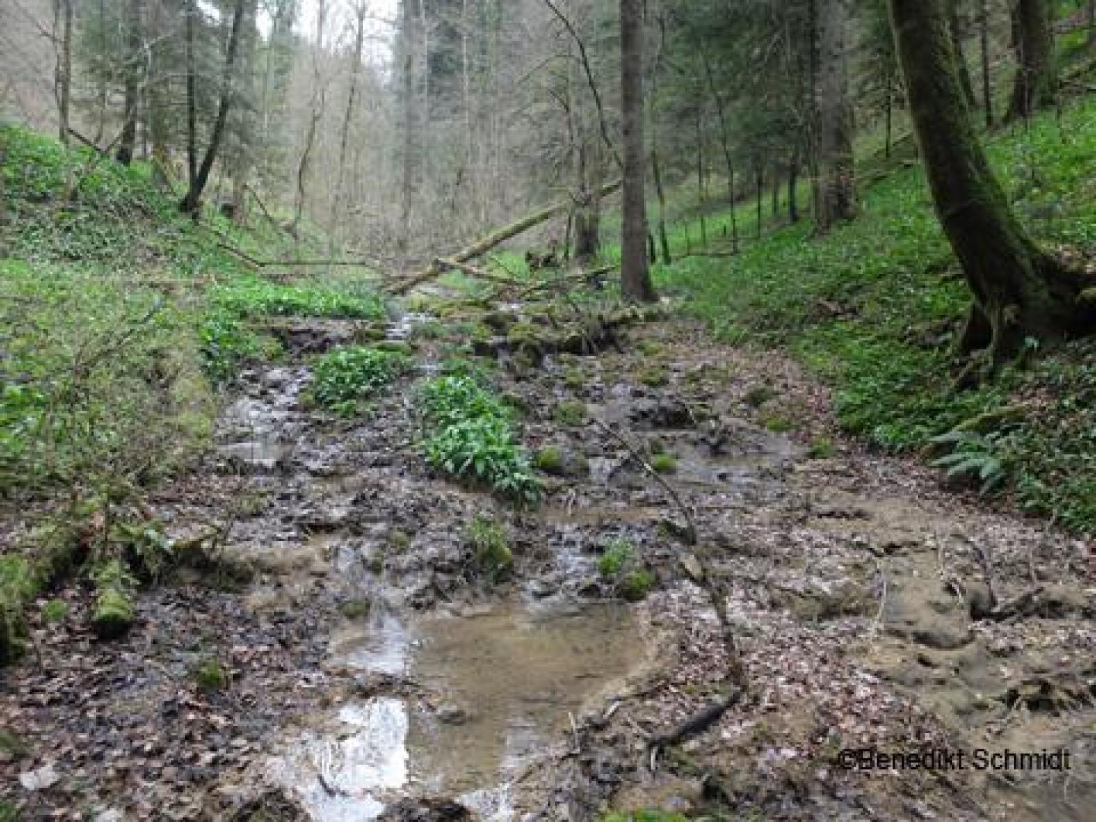 Ruisseau avec larves de la salamandre tachetée