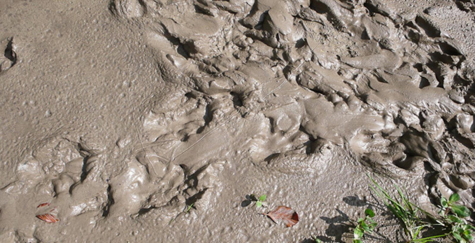 Biberspur in Schlamm (© Christof Angst)