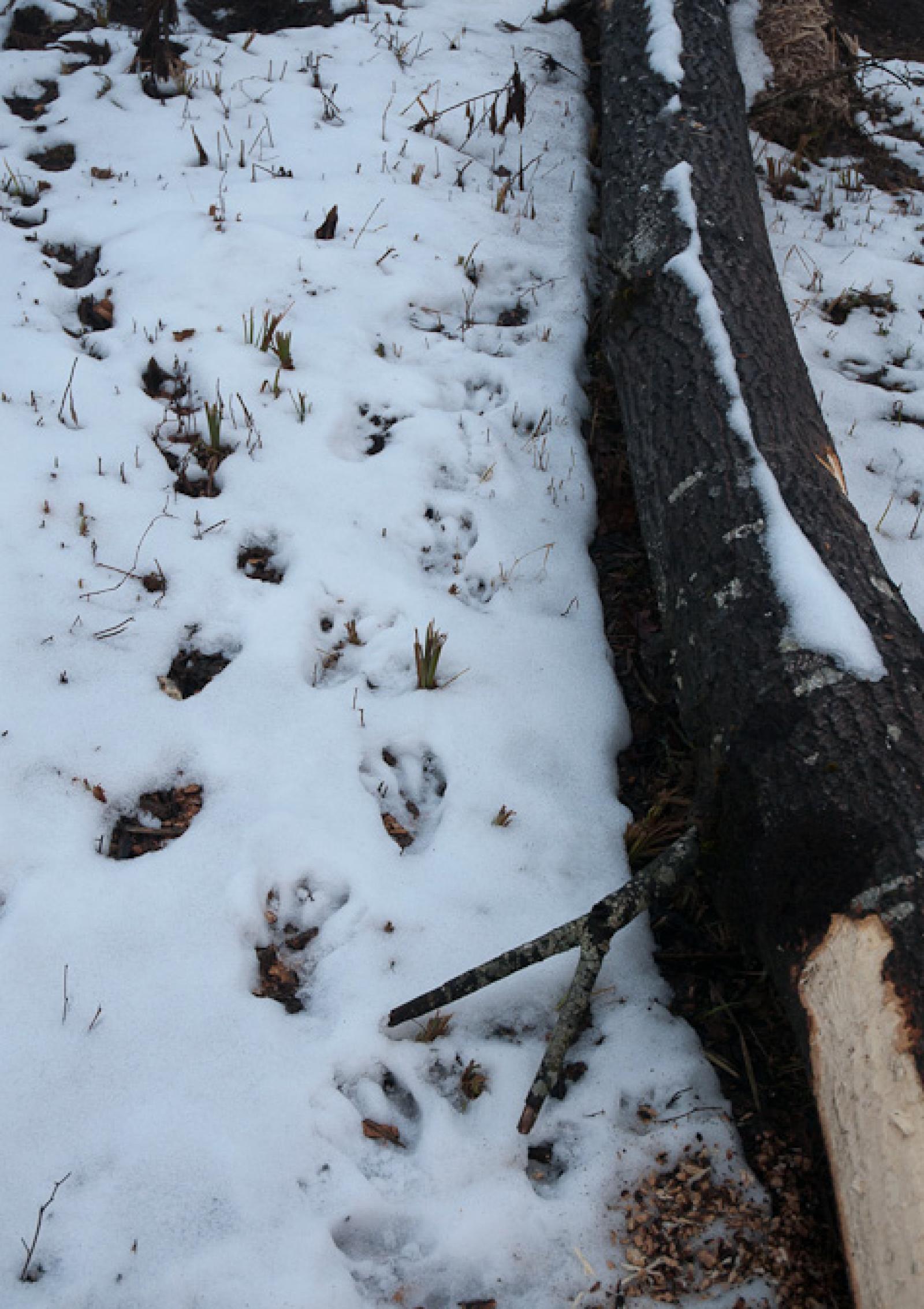 Biberspur in nassem, schweren Schnee. Nur die Pfotenabdrücke sind sichtbar (© Christof Angst)
